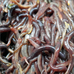 Worms