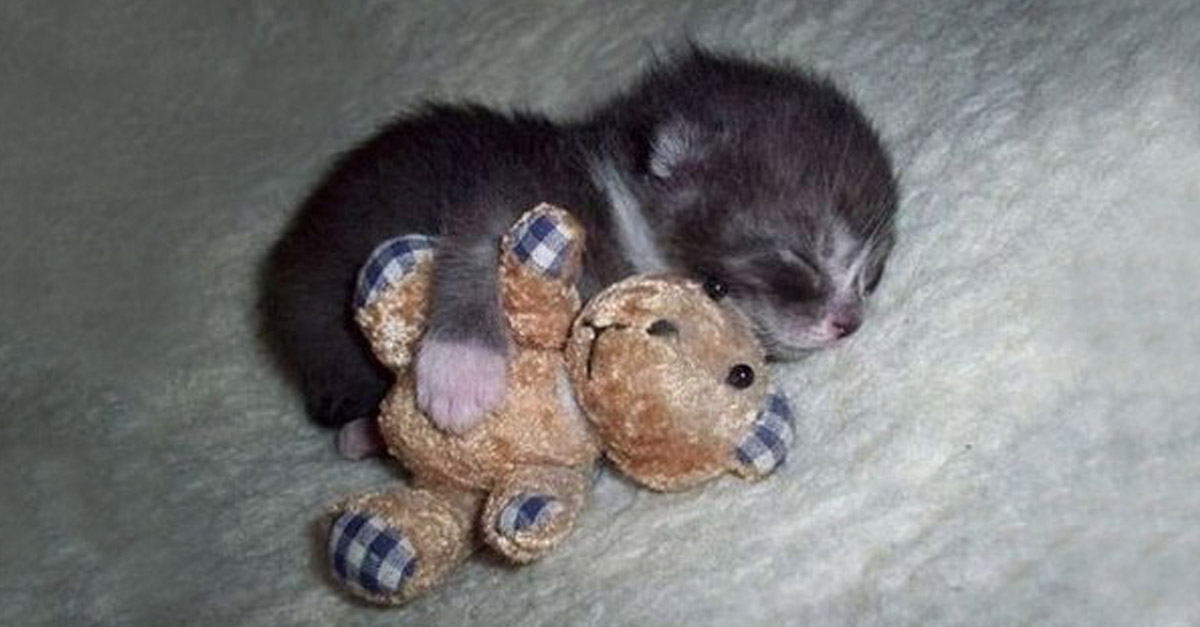 Cuddling The Teddy