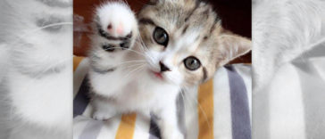 Kitten Hello