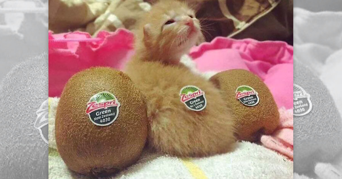 Kiwi Kitten
