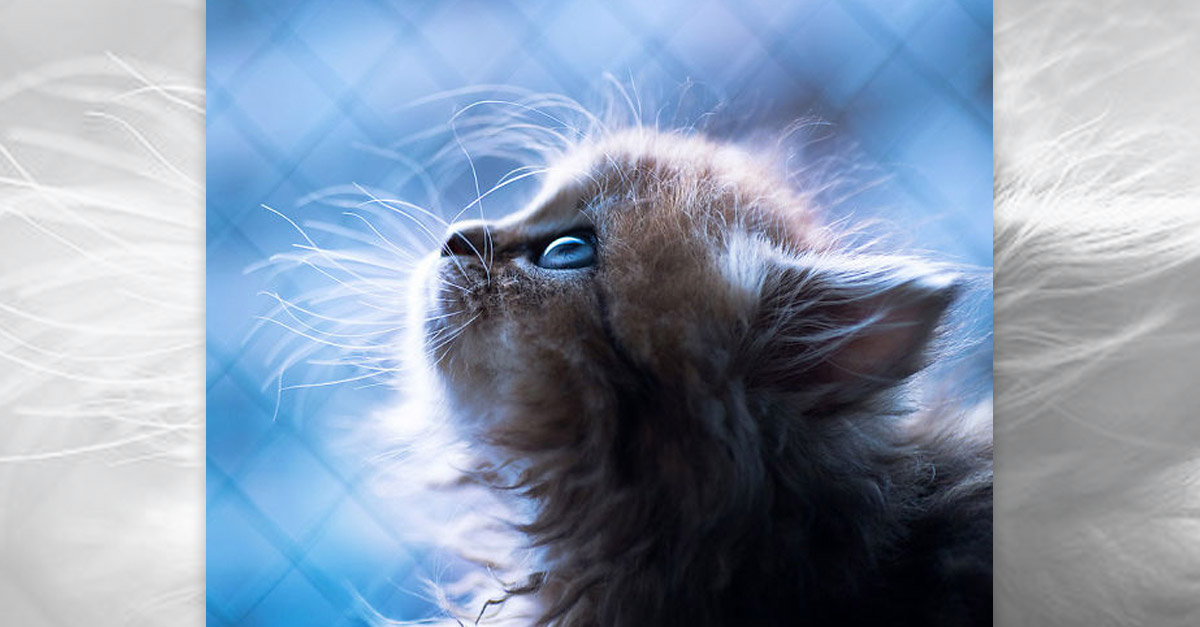 Kitten Looking Up