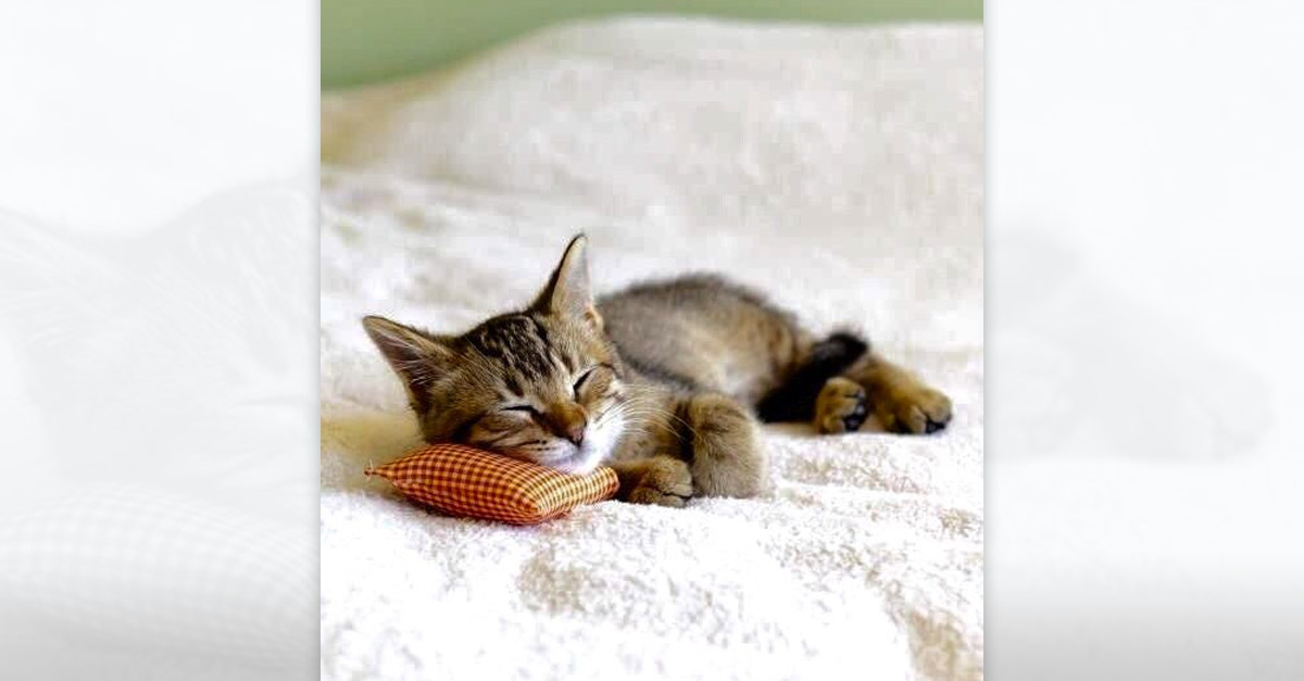 Pillow Kitten