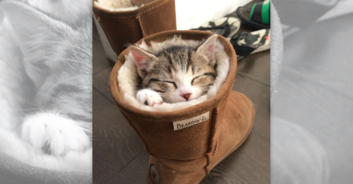 Puss In Boots
