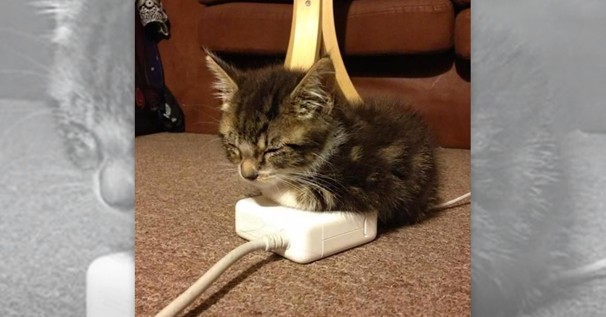 Kitten Keeping Warm