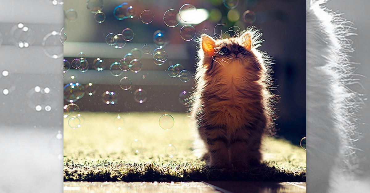 Watching Bubbles