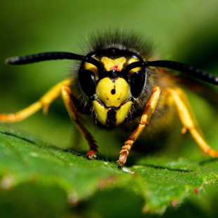 Dr Seuss Book Selector - Bee