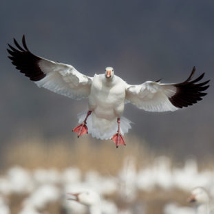 Dr Seuss Book Selector - Duck