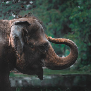 Dr Seuss Book Selector - Elephant