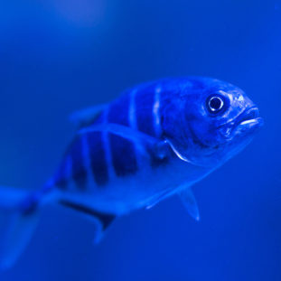 Dr Seuss Book Selector - Fish