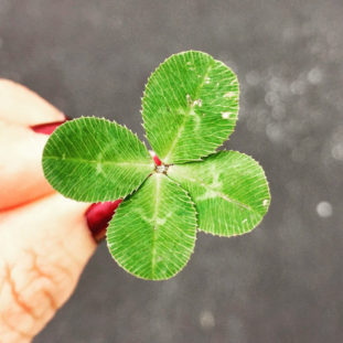 Dr Seuss Book Selector - Clover