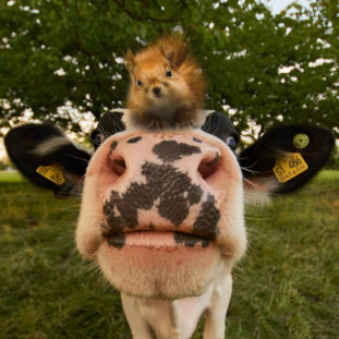 Dr Seuss Book Selector - Cow and Squirrel