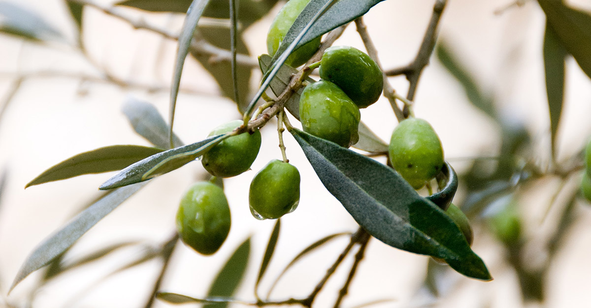 R Amazing Fruits - Olives