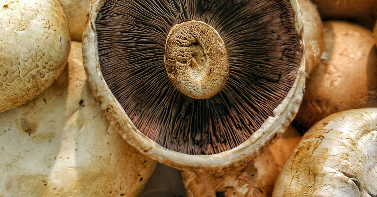 Vegetable R Amazing - Mushrooms