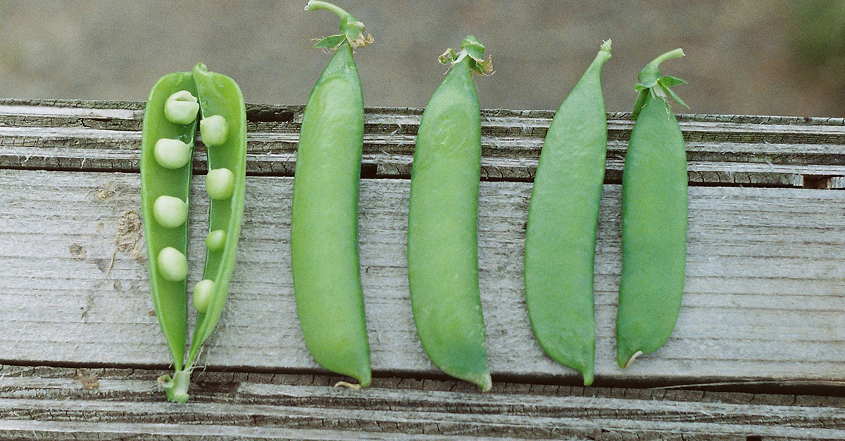 Vegetable R Amazing - Peas
