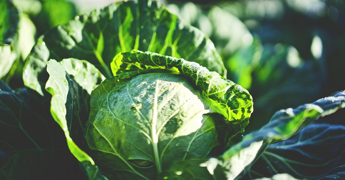 Vegetable R Amazing - Cabbage