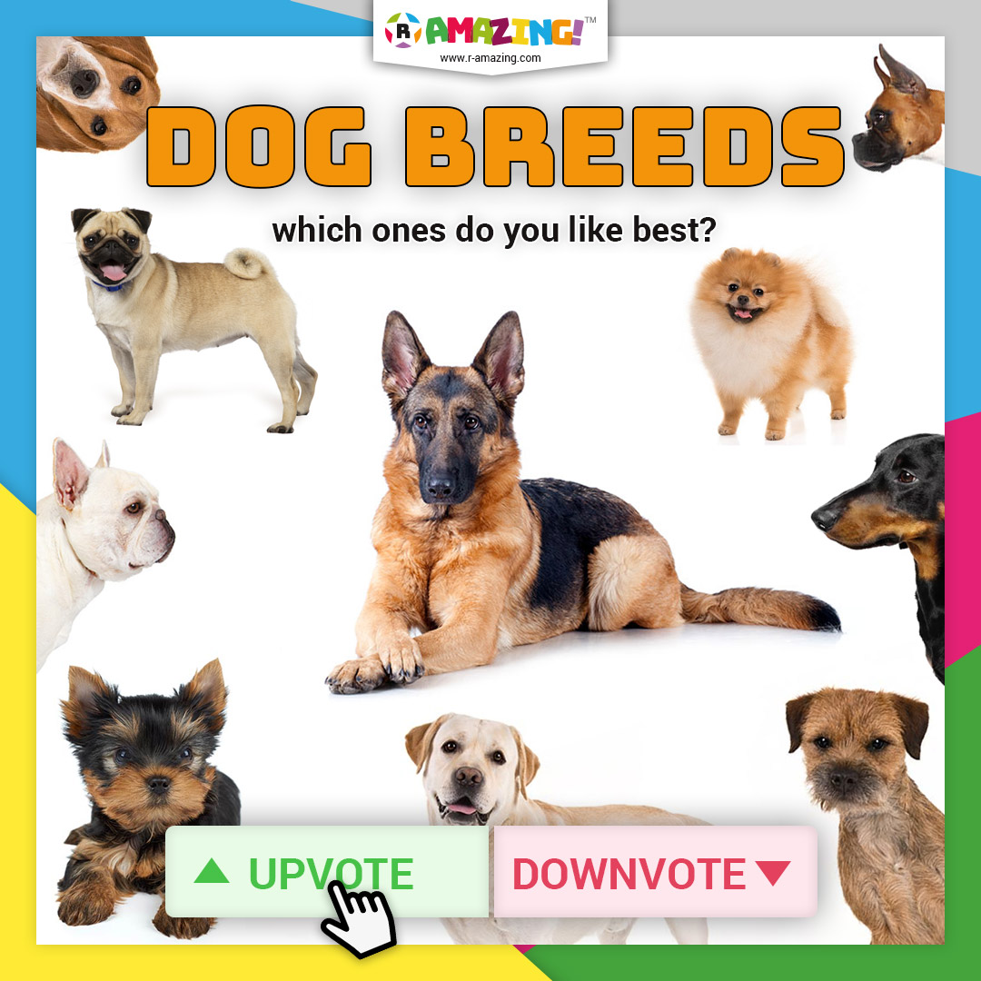 Dog Breeds R Amazing!