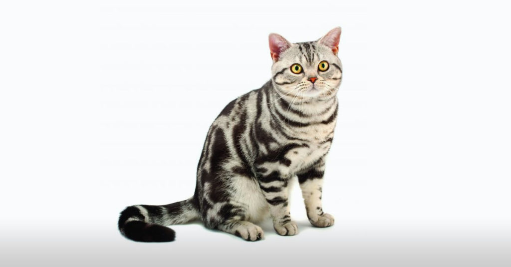 Cat Breeds R Amazing! - American Shorthair