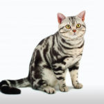 Cat Breeds R Amazing! - American Shorthair
