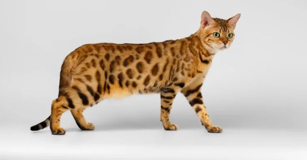 Cat Breeds R Amazing! - Bengal