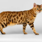 Cat Breeds R Amazing! - Bengal