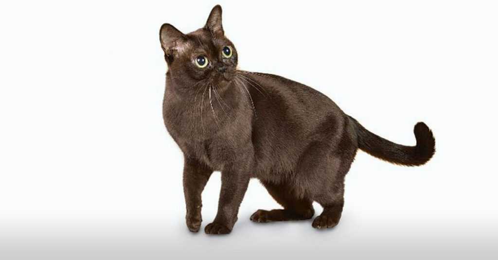 Cat Breeds R Amazing! - Burmese
