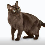Cat Breeds R Amazing! - Burmese
