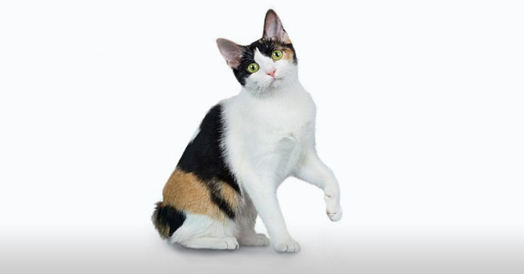 Cat Breeds R Amazing! - Japanese Bobtail