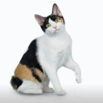 Cat Breeds R Amazing! - Japanese Bobtail