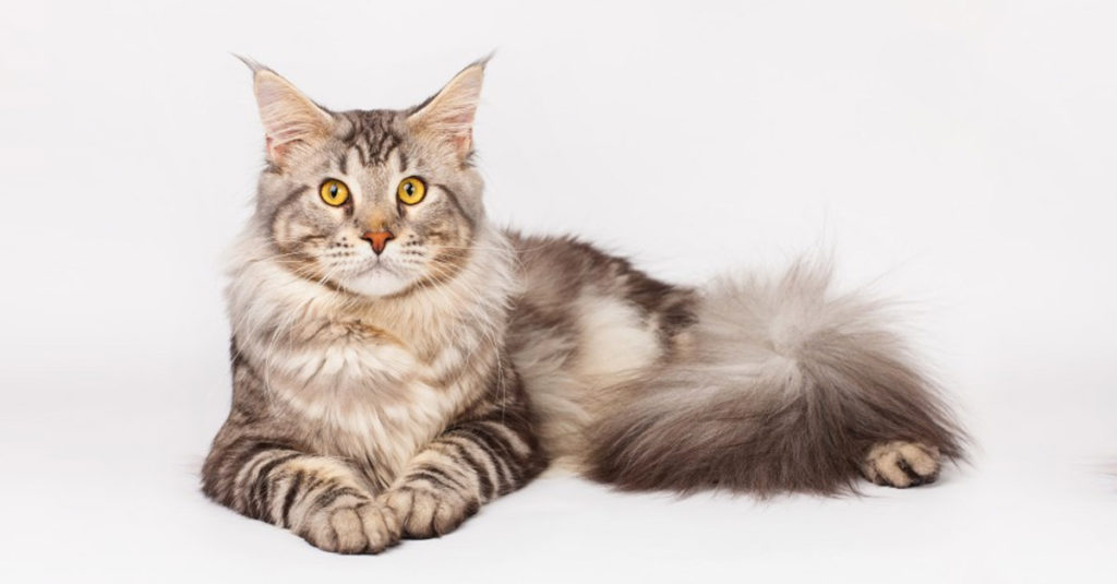 Cat Breeds R Amazing! - Maine Coon