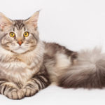 Cat Breeds R Amazing! - Maine Coon