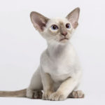 Cat Breeds R Amazing! - Oriental Shorthair