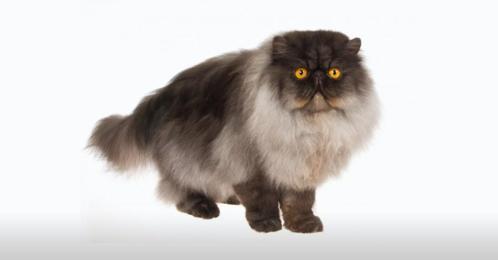 Cat Breeds R Amazing! - Persian