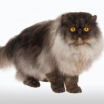 Cat Breeds R Amazing! - Persian