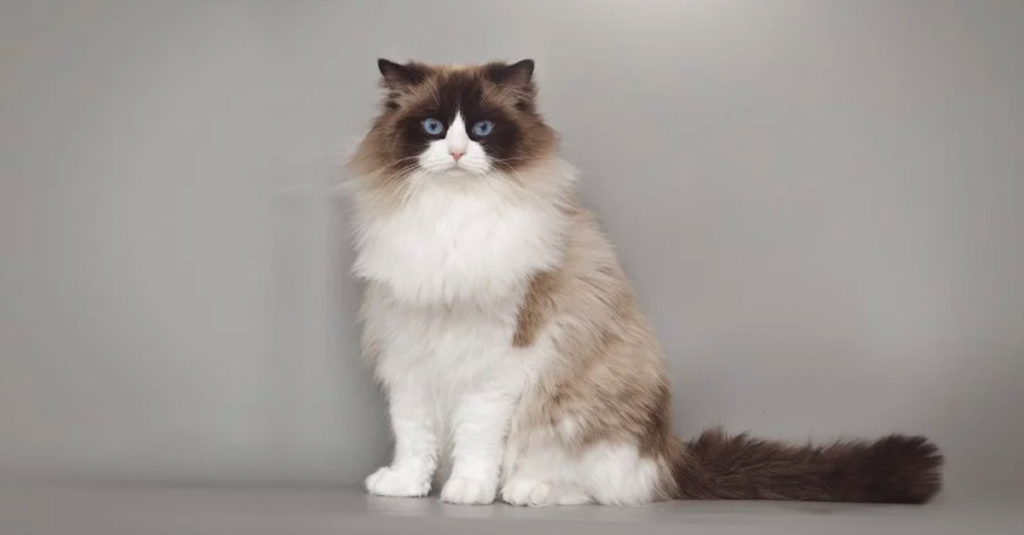 Cat Breeds R Amazing! - Ragdoll