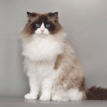 Cat Breeds R Amazing! - Ragdoll