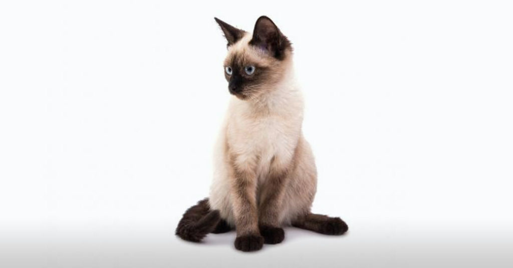 Cat Breeds R Amazing! - Siamese
