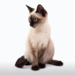 Cat Breeds R Amazing! - Siamese