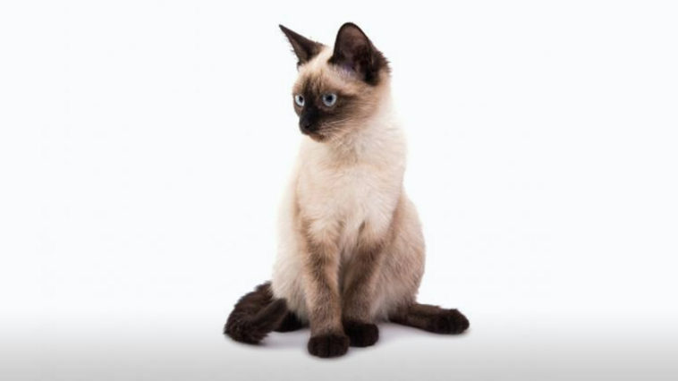 Cat Breeds R Amazing! - Siamese