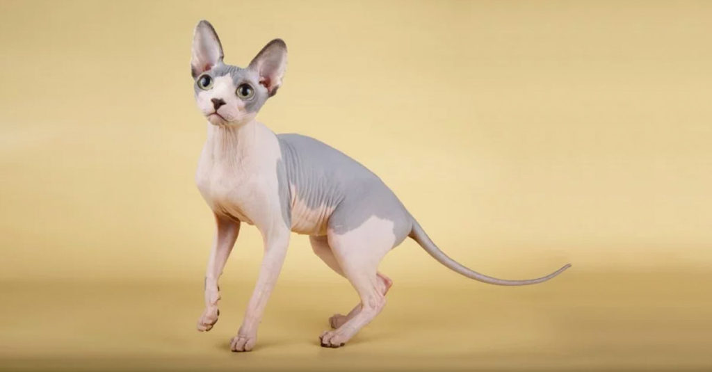 Cat Breeds R Amazing! - Sphynx