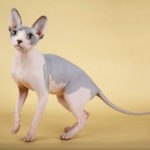 Cat Breeds R Amazing! - Sphynx