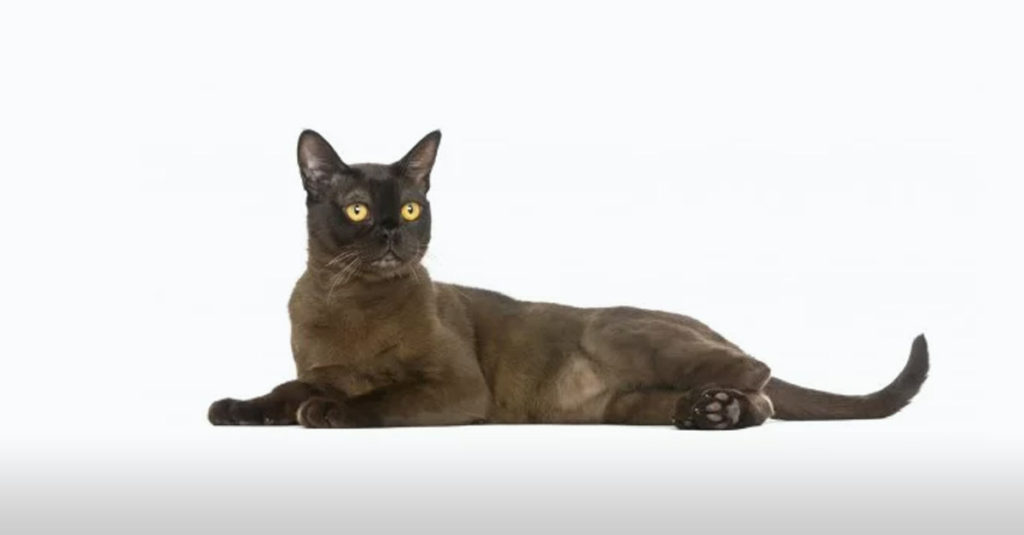 Cat Breeds R Amazing! - The Bombay Cat