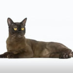 Cat Breeds R Amazing! - The Bombay Cat