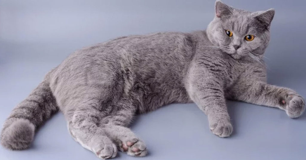 Cat Breeds R Amazing! - The British Shorthair