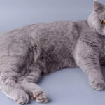 Cat Breeds R Amazing! - The British Shorthair