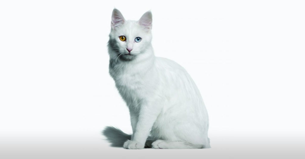 Cat Breeds R Amazing! - Turkish Angora