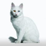 Cat Breeds R Amazing! - Turkish Angora