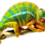 Animals R Amazing! - Chameleons
