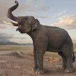 Animals R Amazing! - Elephants