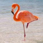 Animals R Amazing! - Flamingos
