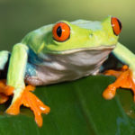 Animals R Amazing! - Frogs
